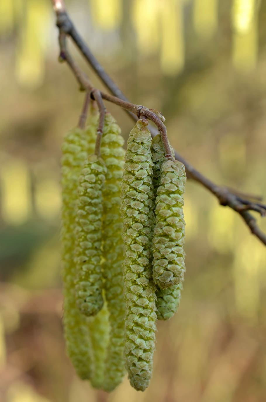 Hazel Nut, Bush, Hazelnut, Pollen, Spring, hazel nut bush, yellow HD wallpaper