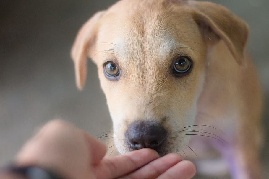 dog, animals, cute, pets, puppy, intelligent dog, relax, the animal world HD wallpaper