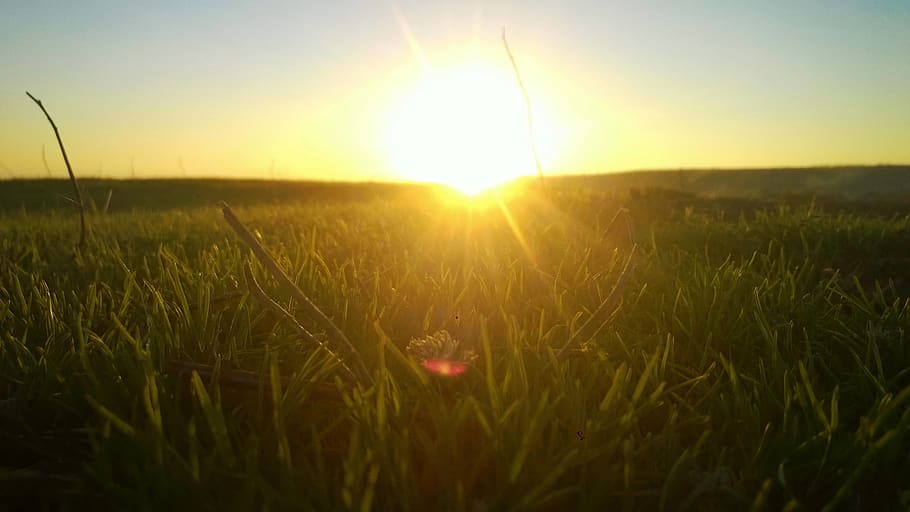 nature, sun, sunset, summer, sky, sunlight, plant, beauty in nature HD wallpaper