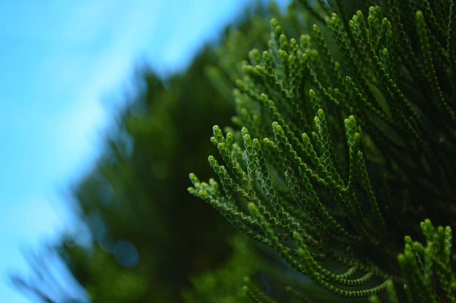 Plants, Form, Green, Blue, nature, green Color, close-up, tree HD wallpaper