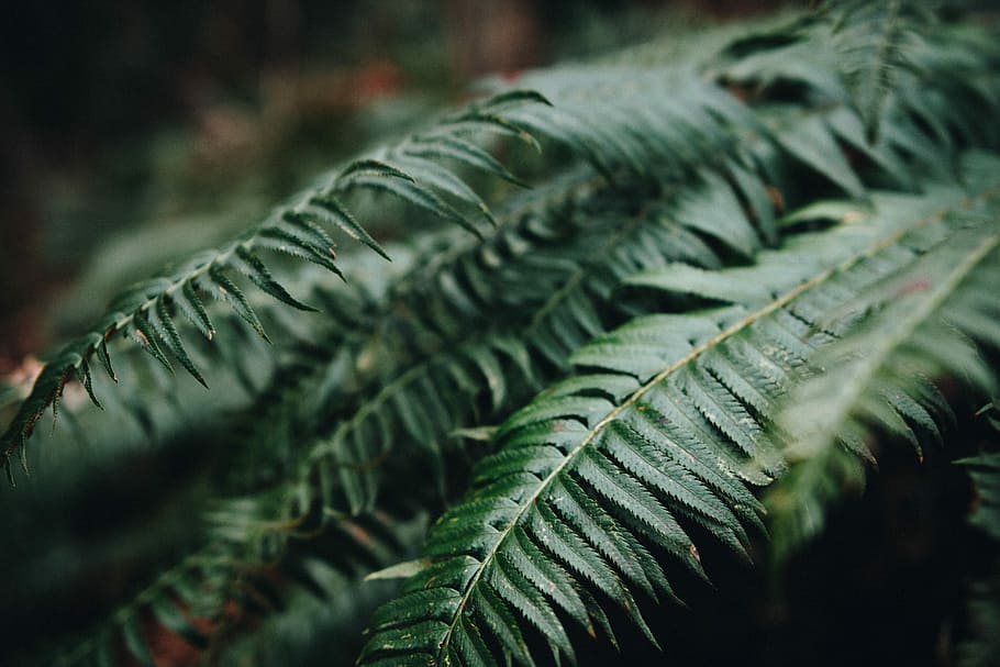 closeup photo of green fern plant, selective focus photography of fern plants HD wallpaper