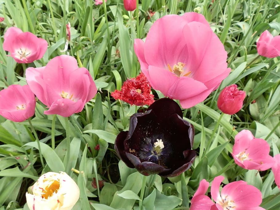 tulips, flowers, black, flowering plant, freshness, beauty in nature HD wallpaper