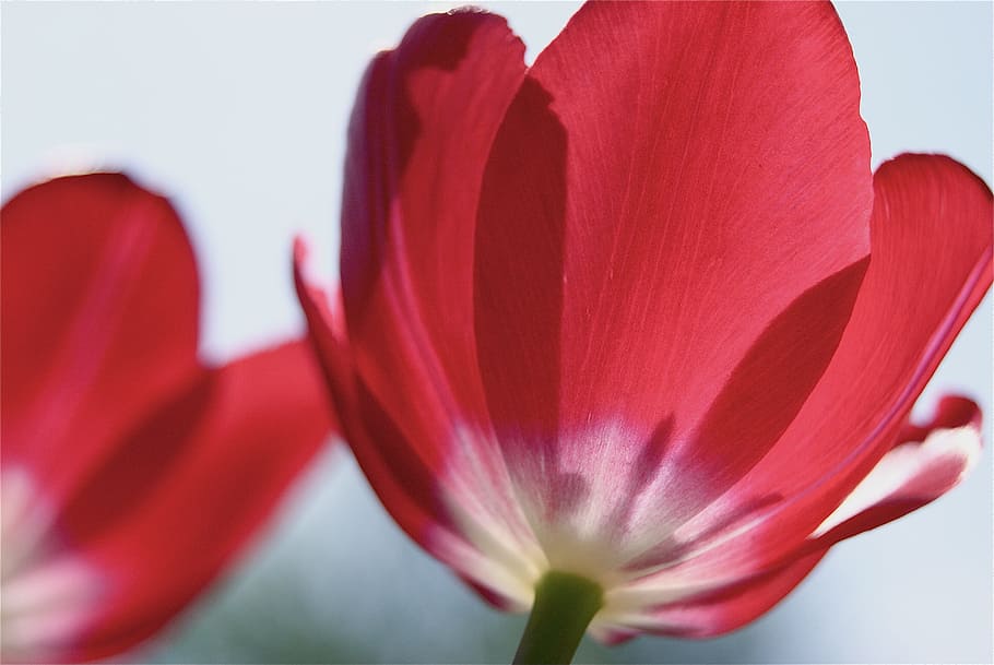 Tulips, Flowers, Petals, Macro, red, close up, blooming, blossoms HD wallpaper
