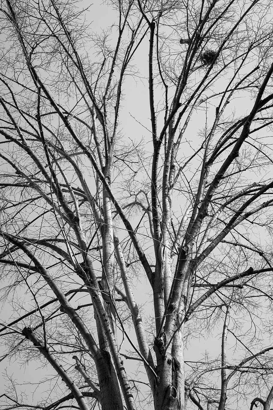 tree, branches, autumn, forest, nature, leaves, reverse light HD wallpaper