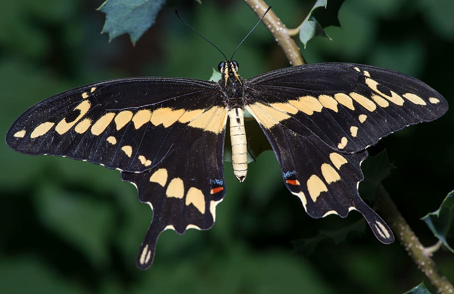 butterfly, insect, macro, nature, animal, summer, wing, colorful HD wallpaper