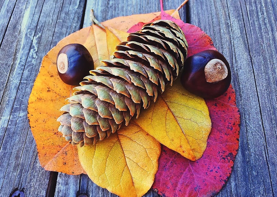 fall, autumn, season, leaf, leaves, colorful, fall background HD wallpaper
