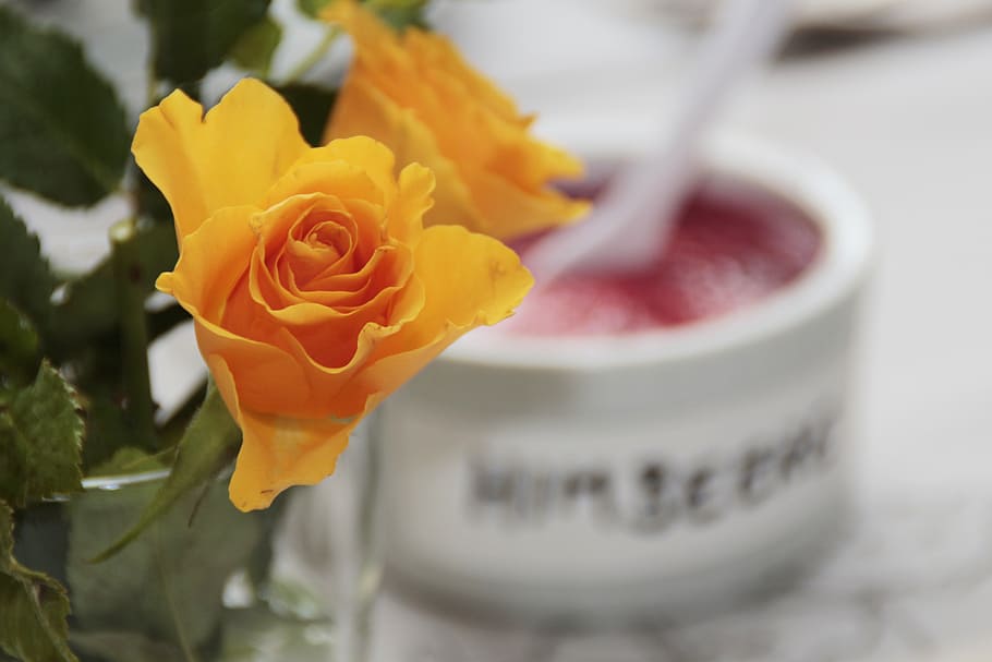 roses, yellow, flower, blossom, bloom, rose bloom, summer, romantic HD wallpaper