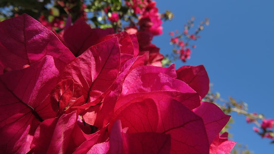 nature, color, flower, spring, day, plant, beauty in nature HD wallpaper