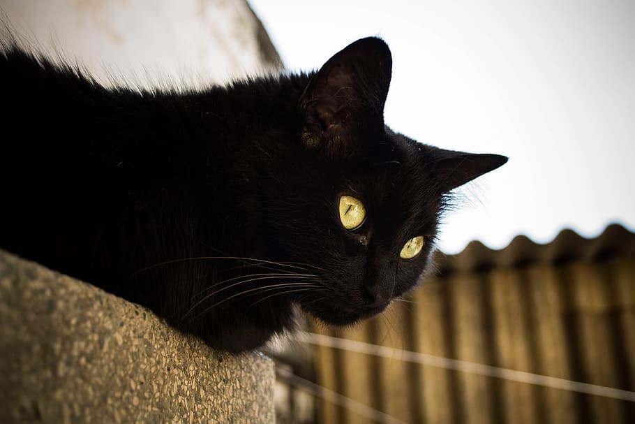 black cat, gato, gato preto, pet, animal, cute, kitty, domestic, HD wallpaper