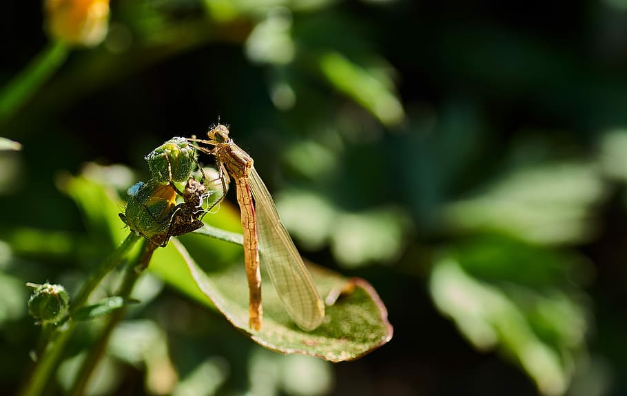 dragonfly, water, green, insect, close, nature, wing, animal HD wallpaper