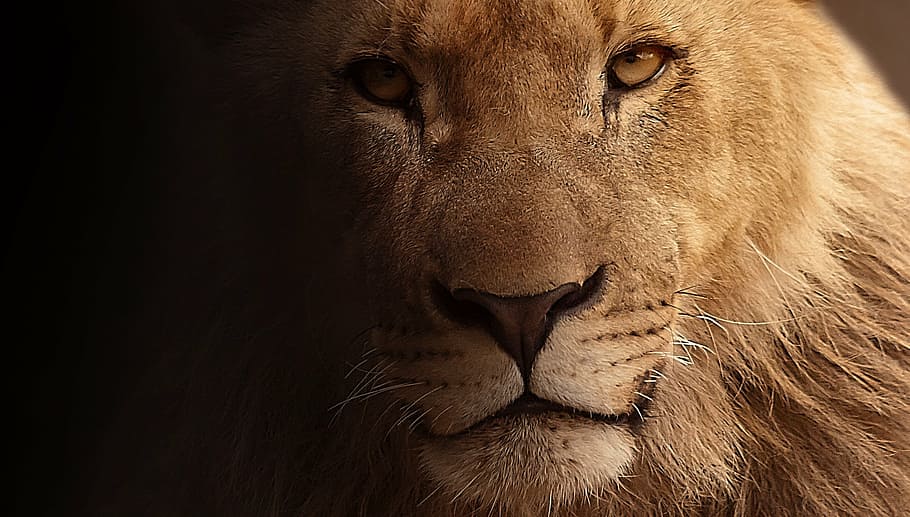 close up photography of male lion, portrait, animal portrait
