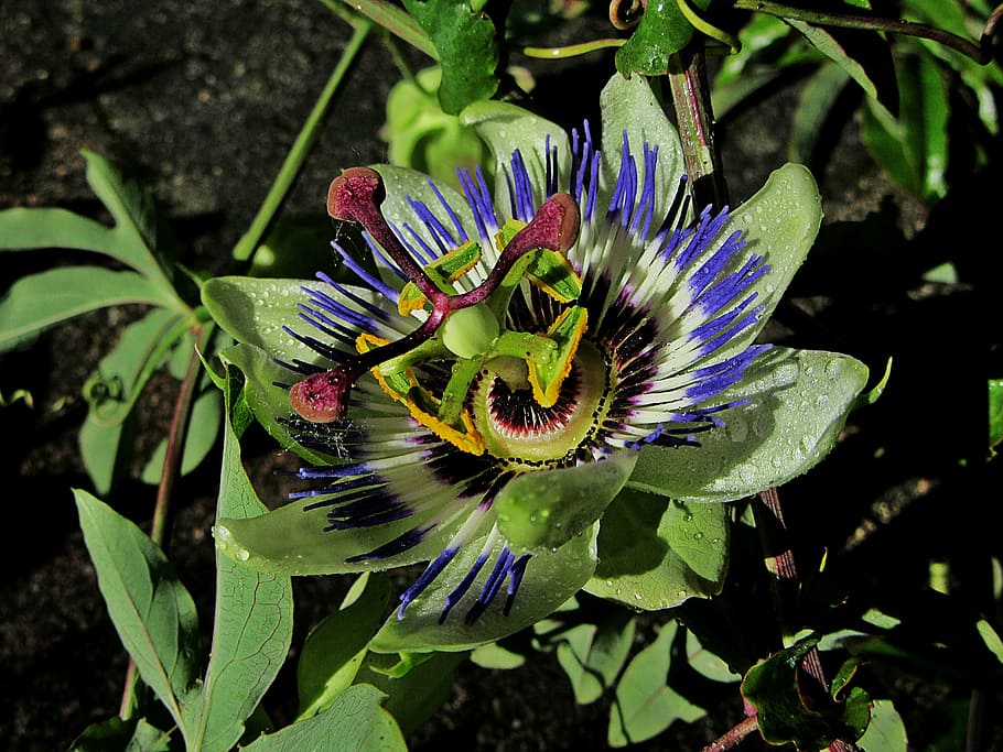passion flower, dew, drops, passiflora, garden, purple flower HD wallpaper