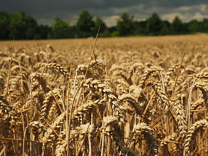 wheat, spike, cereals, grain, field, wheat field, cornfield HD wallpaper