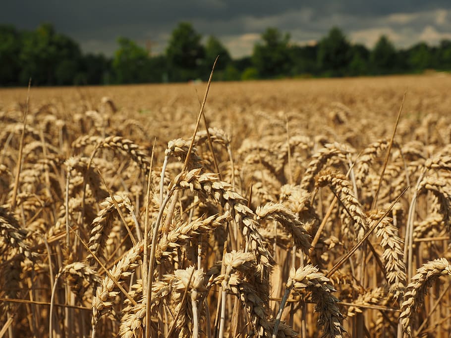 wheat, spike, cereals, grain, field, wheat field, cornfield HD wallpaper