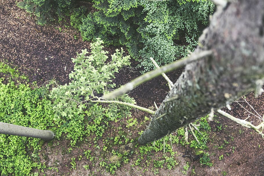 branches, environment, fir, forest, grass, ground, high angle shot HD wallpaper