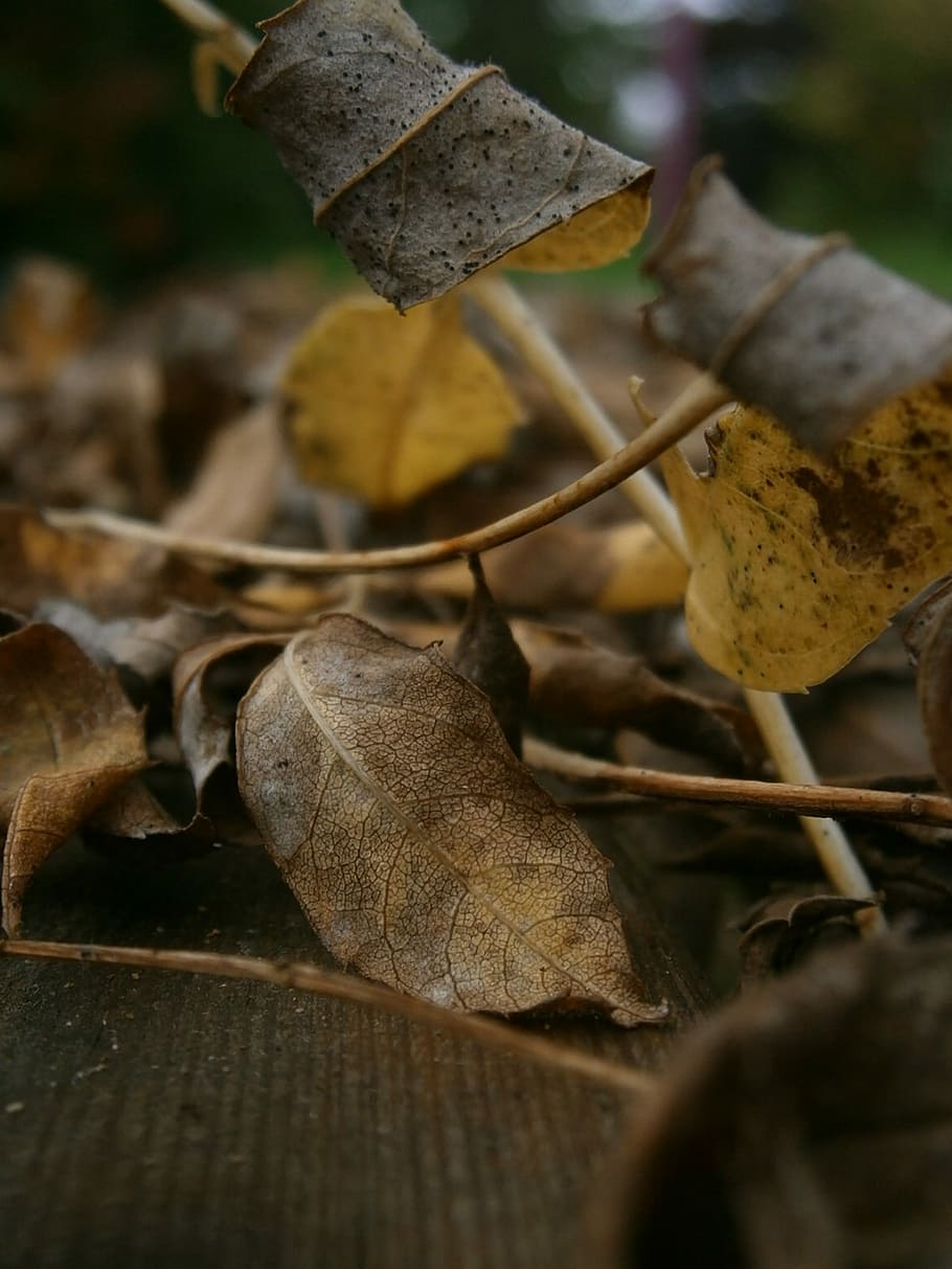 Autumn, Leaves, Fall Foliage, Dry, Brown, fall leaves, fall color HD wallpaper