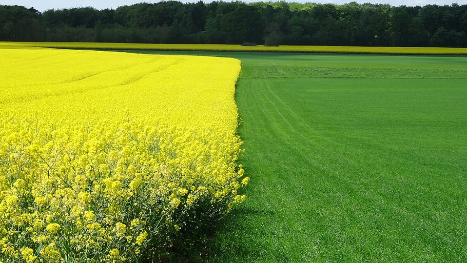 rapeseed field, grass field, landscape, agriculture, nature HD wallpaper