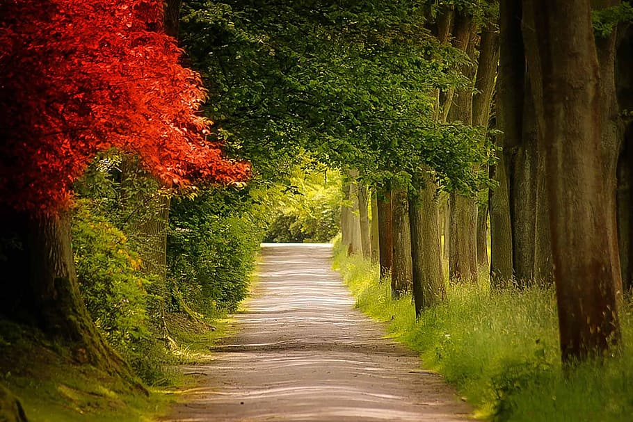 trees beside the road, nature, wood, park, leaf, plant, direction HD wallpaper