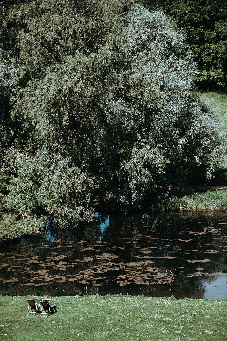 two people relaxing near the pond, green leaf tree, Sunday afternoon HD wallpaper