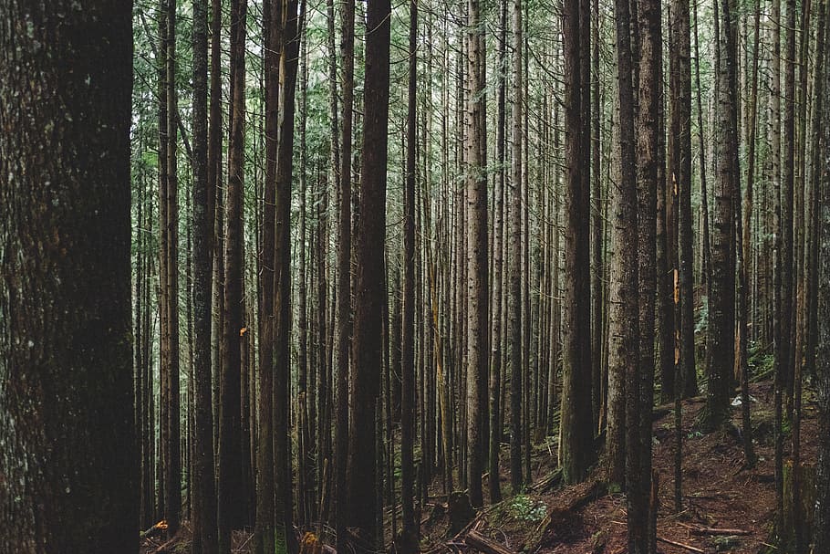 tall tress in forest during daytime, tall trees during daytime HD wallpaper