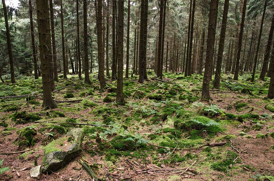Forest, Woods, Nature, Landscape, Tree, trail, forest landscape HD wallpaper