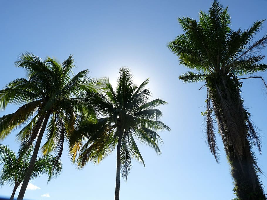 coconut trees, pier, itaguá, ubatuba, são paulo, brazil, litoral, HD wallpaper