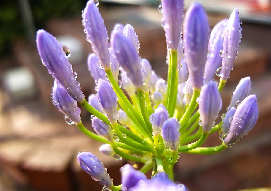 Flower, Blossom, Bloom, Macro, Close, nature, color, drip, wet HD wallpaper