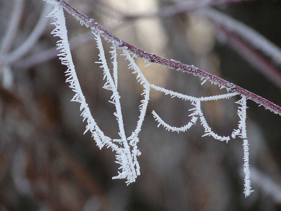 hoarfrost, cold, cobweb, eiskristalle, frozen, winter, cold temperature HD wallpaper