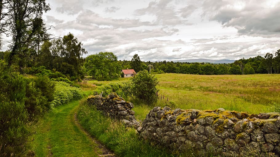 bush of grass near house, scotland, aberdeenshire, dee-tal, landscape, HD wallpaper