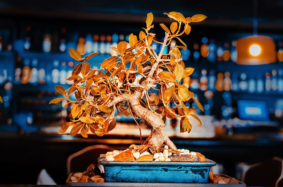 restaurant, bonsai, ornament, focus on foreground, illuminated HD wallpaper