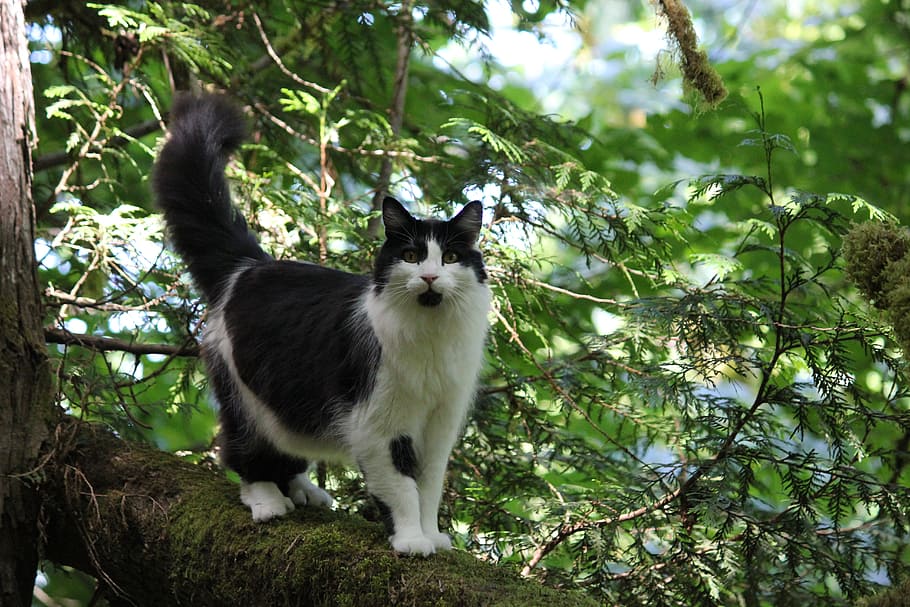 cat, outside, tree, cute, pet, animal, feline, domestic, nature HD wallpaper