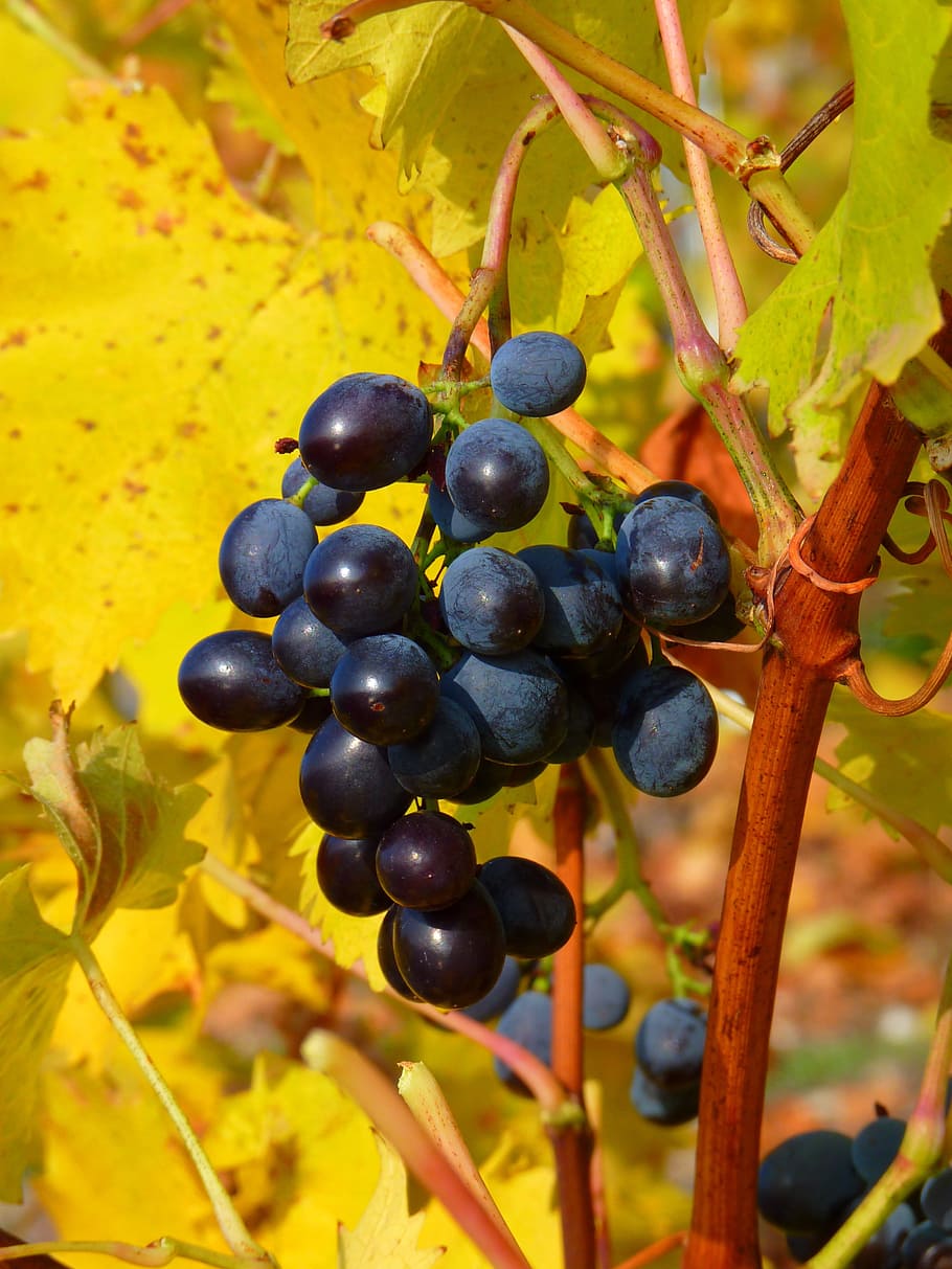 Grape, Grapes, Fruit, Vine, Cultivation, wine, blue, nature HD wallpaper