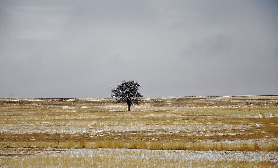 Tree, Winter, Nature, Sky, blue, landscape, snow, ze, cold HD wallpaper