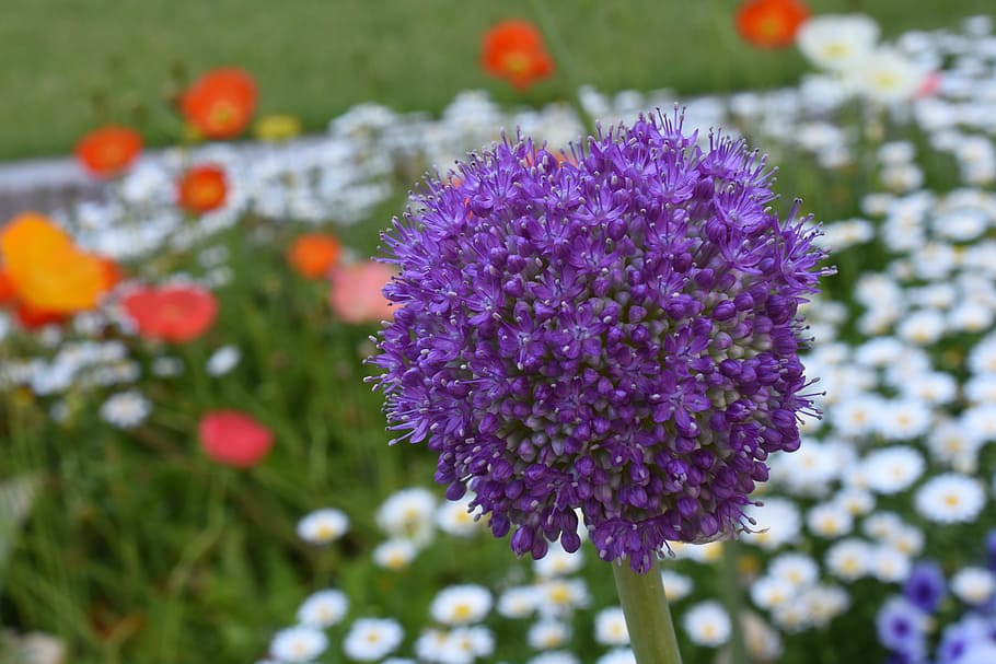 rose, affix, orange, may, hangang park, flowering plant, purple HD wallpaper
