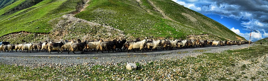 Nature, Mountain, Green, Choudhury, Road, goat, grass, animal HD wallpaper