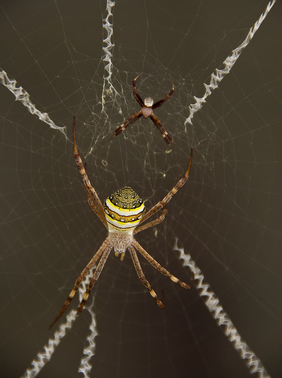 spider, st andrews cross spider, web, yellow, stripes, wild HD wallpaper
