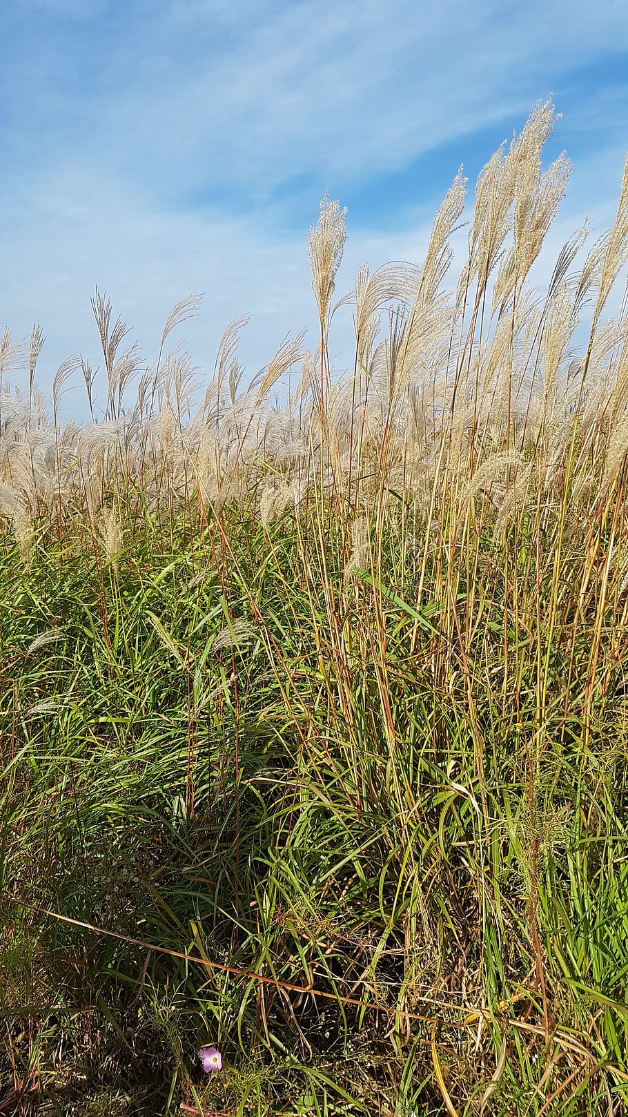 reed, autumn, wind, plant, growth, beauty in nature, grass HD wallpaper