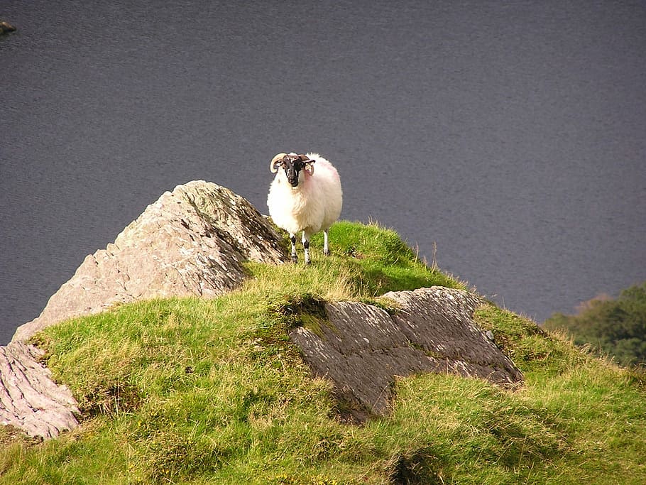 Sheep, Mountain, Nature, animal themes, animals in the wild HD wallpaper
