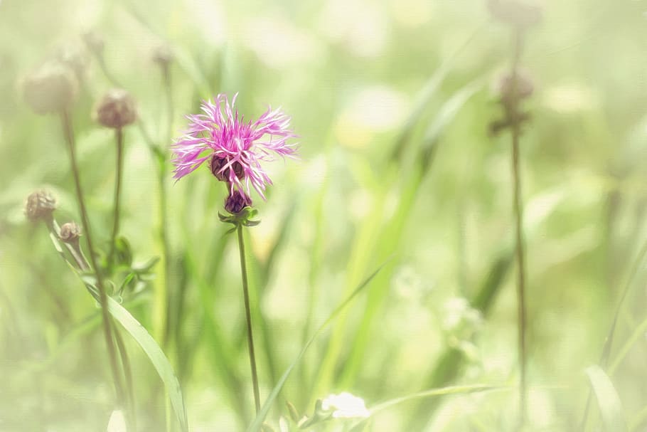selective focus photo of pink cornflower, image, painting, painted HD wallpaper