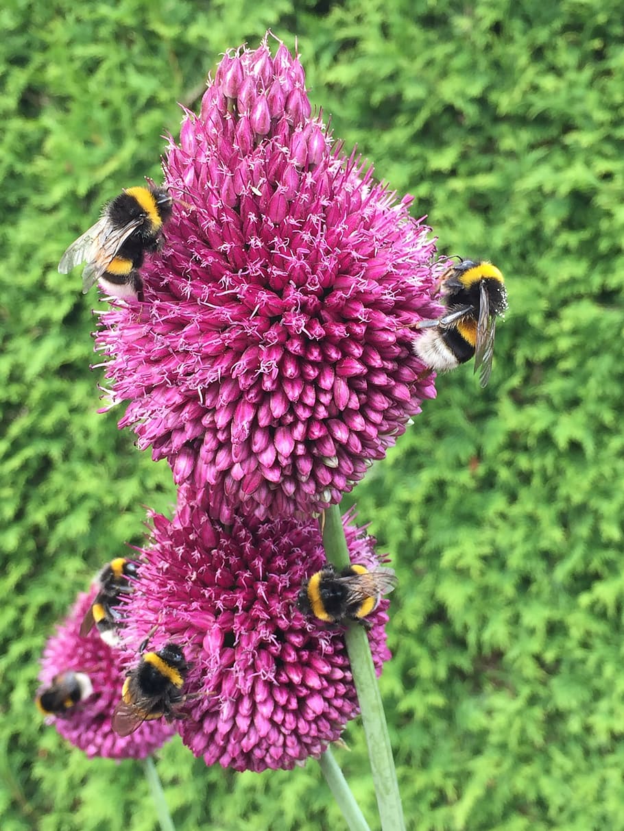 bees, green, blossom, bloom, insect, purple, hummel, plant HD wallpaper