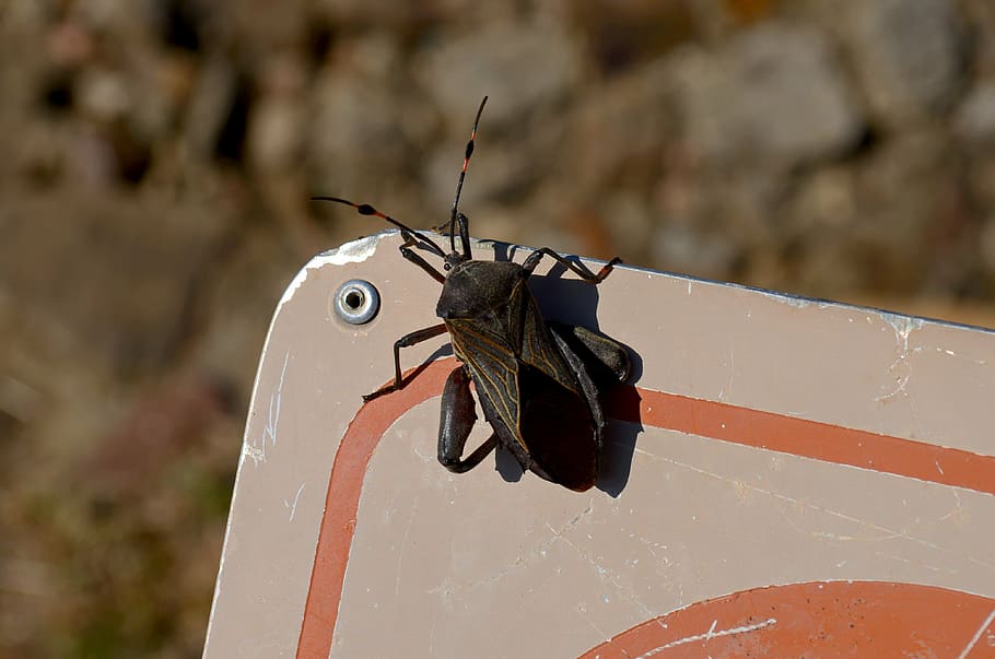 insect, animal, nature, bugs, macro, animals, invertebrate HD wallpaper