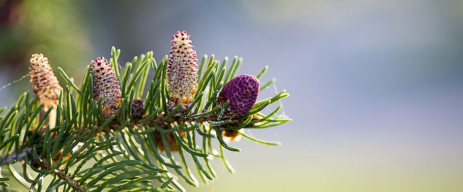 close photo of purple petaled flowers, pine, branch, pine tree HD wallpaper