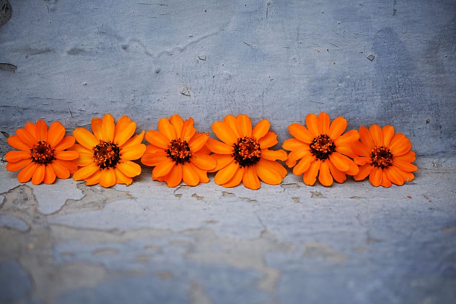 flowers, orange, blue, beautiful, flowering plant, freshness HD wallpaper