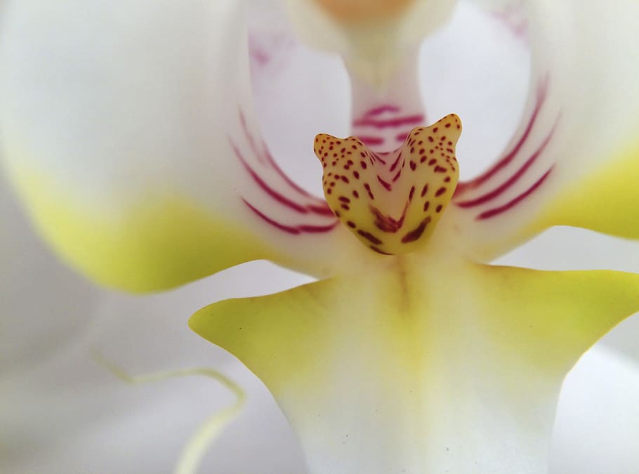 flower, foreground, nature, flowers, plant, white, yellow, macro HD wallpaper