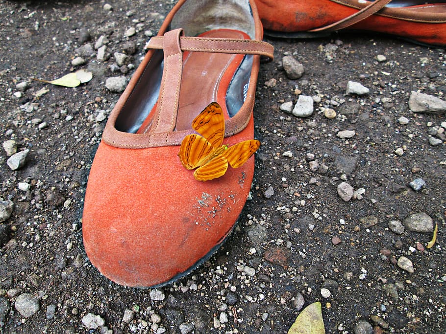 shoe, butterfly, natural, day, no people, high angle view, orange color