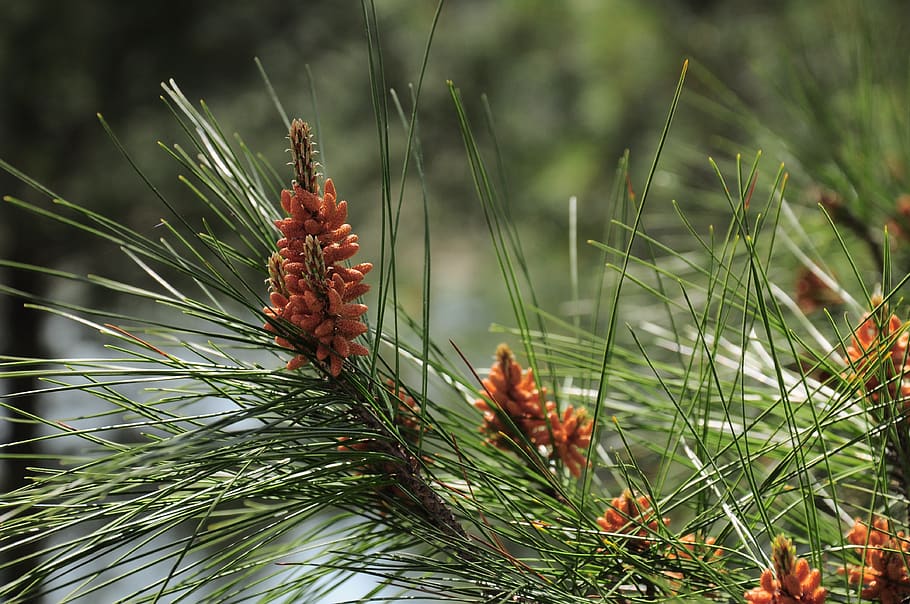 pine, pine tree, green, spring, plant, growth, focus on foreground HD wallpaper