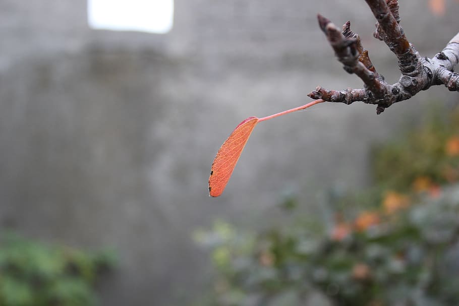branch, leaf, tree, autumn, focus on foreground, day, orange color HD wallpaper