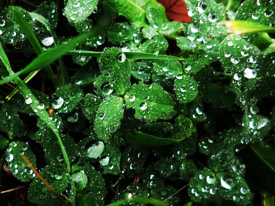 clover, macro, water-drop, nature, wet, dew, raindrop, drops HD wallpaper