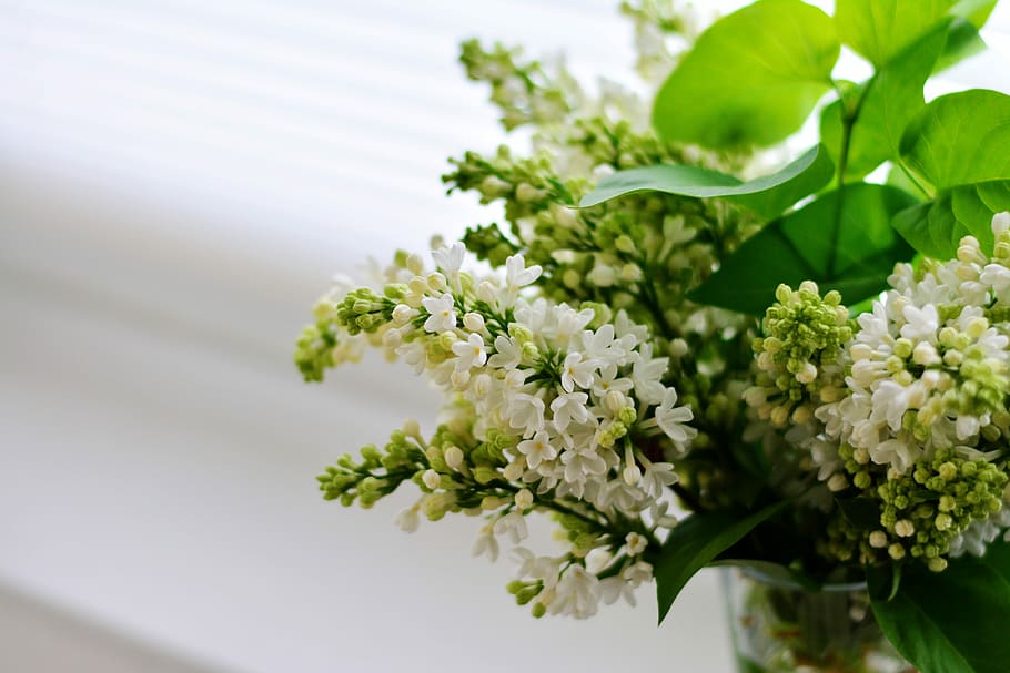 selective focus photo of white lilacs, spring, flowers, bloom HD wallpaper