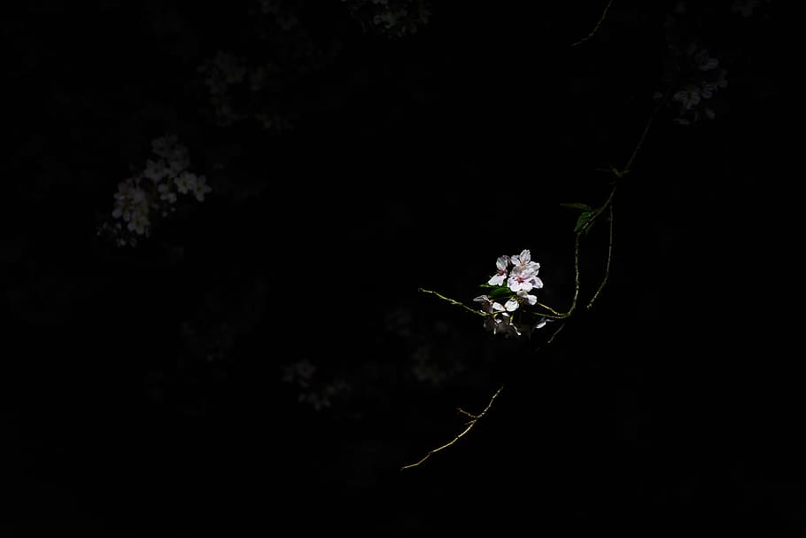 selective color photography of white flowers, untitled, dark, pink HD wallpaper